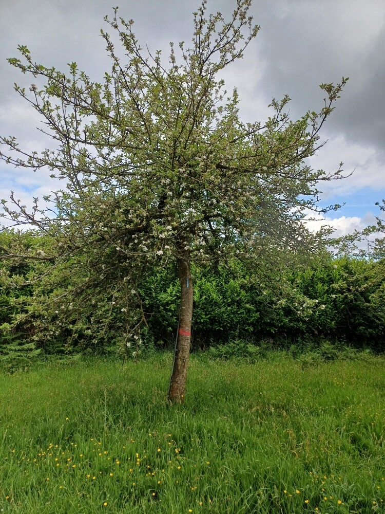 userfiles/produit/5779/arbre_var_334_pomme de haie.jpg